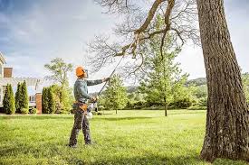 Best Root Management and Removal  in Edwardsvle, IL