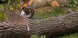 Best Firewood Processing and Delivery  in Edwardsvle, IL