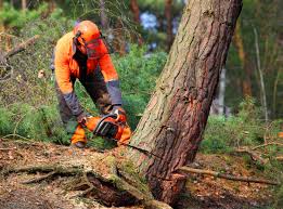 Best Utility Line Clearance  in Edwardsvle, IL