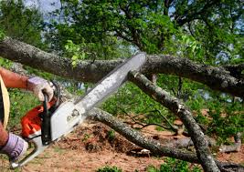 How Our Tree Care Process Works  in  Edwardsville, IL