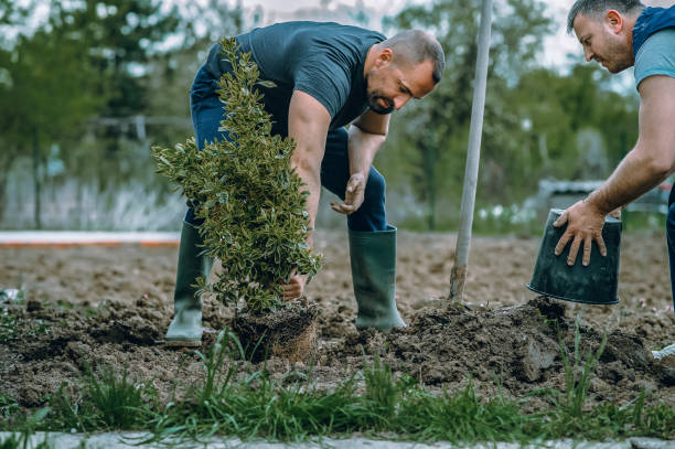 Best Storm Damage Tree Cleanup  in Edwardsvle, IL