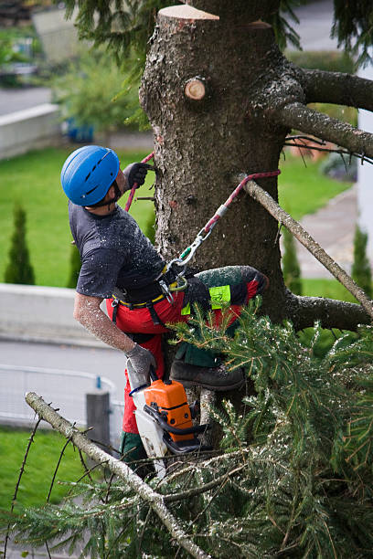 Professional Tree Services in Edwardsville, IL