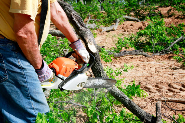 Best Lawn Pest Prevention  in Edwardsvle, IL